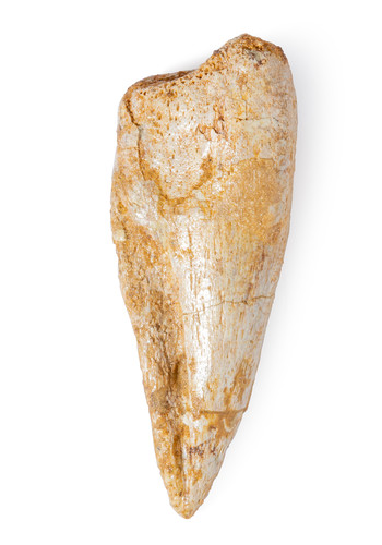 Spinosaurus Claw