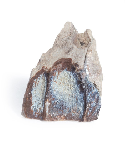 Triceratops tooth
