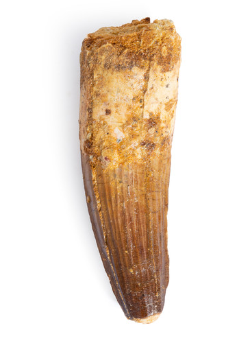 Spinosaurus tooth