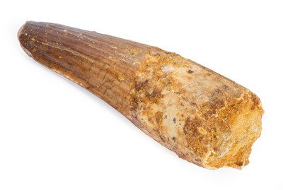 Spinosaurus tooth