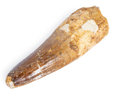Spinosaurus tooth