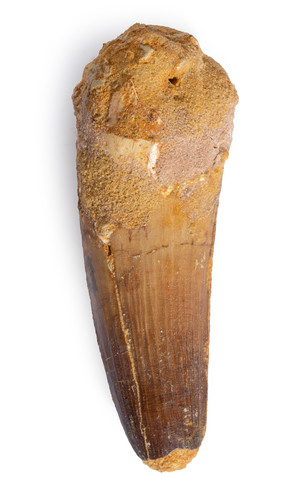 Spinosaurus tooth