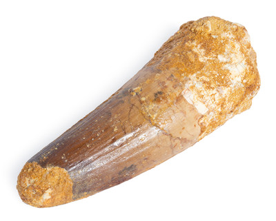Spinosaurus tooth