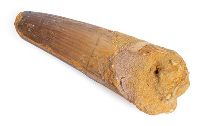 Spinosaurus tooth