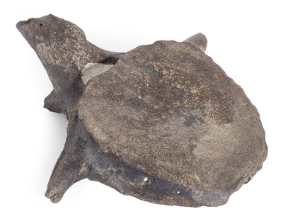 Hypacrosaurus vertebra