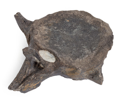 Hypacrosaurus vertebra