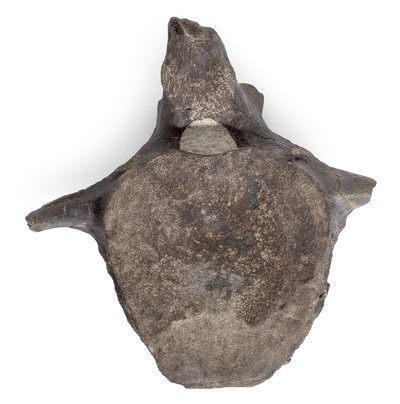 Hypacrosaurus vertebra