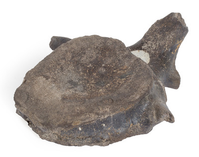 Hypacrosaurus vertebra