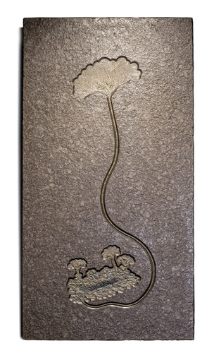 Sea lily (crinoidea)