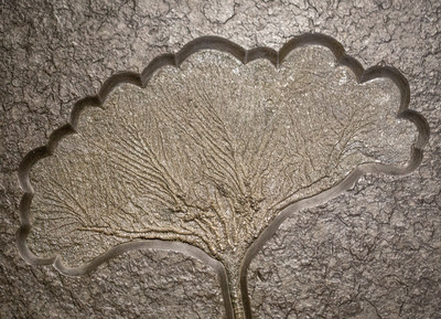 Sea lily (crinoidea)