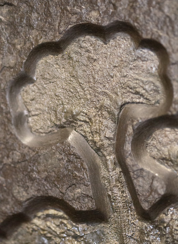 Sea lily (crinoidea)