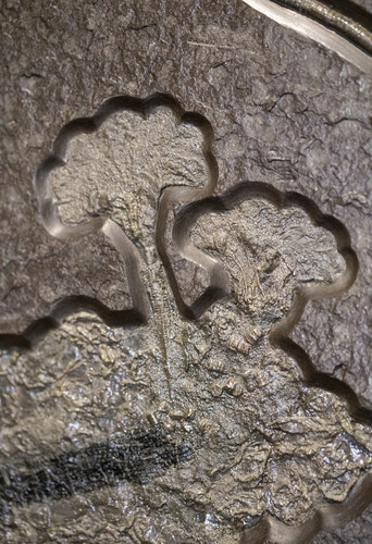 Sea lily (crinoidea)