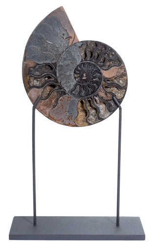 Ammonite Cleoniceras sp.