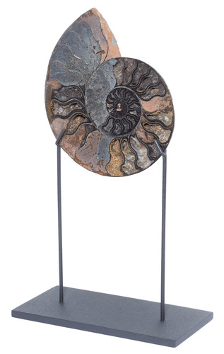 Ammonite Cleoniceras sp.