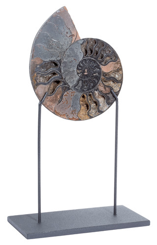 Ammonite Cleoniceras sp.