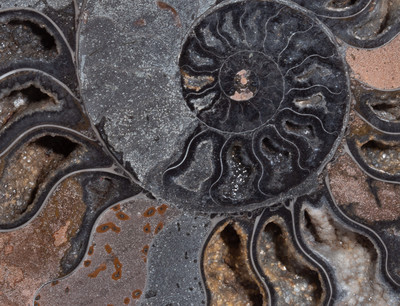 Ammonite Cleoniceras sp.