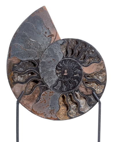 Ammonite Cleoniceras sp.