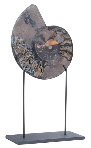 Ammonite Cleoniceras sp.