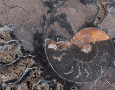 Ammonite Cleoniceras sp.
