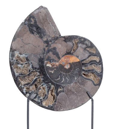 Ammonite Cleoniceras sp.