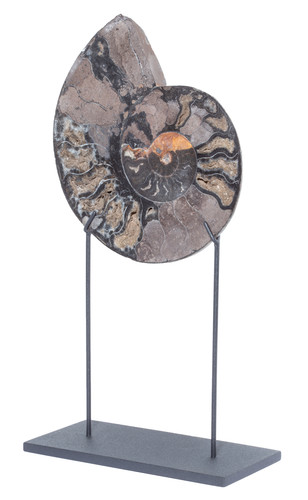 Ammonite Cleoniceras sp.