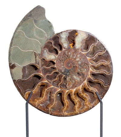 Ammonite Cleoniceras sp. 