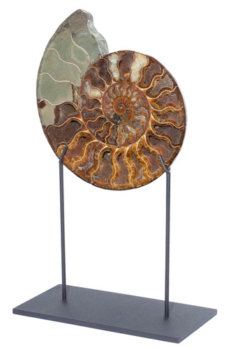 Ammonite Cleoniceras sp. 