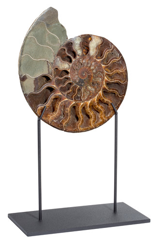 Ammonite Cleoniceras sp. 