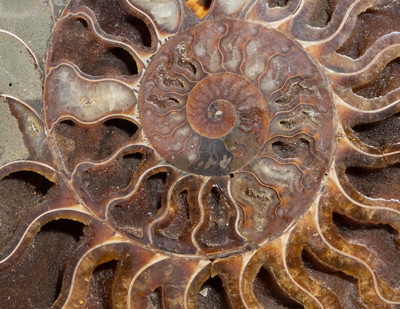 Ammonite Cleoniceras sp. 