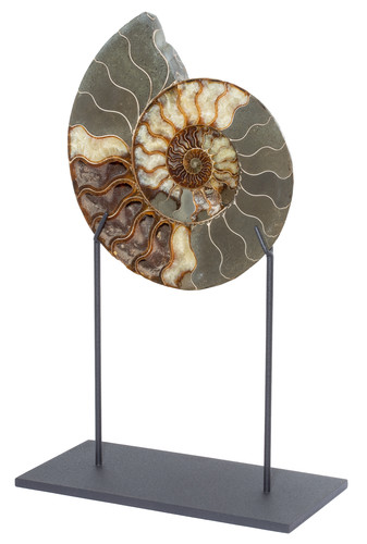 Ammonite Cleoniceras sp. 
