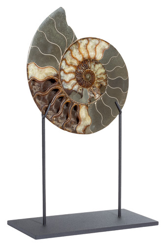 Ammonite Cleoniceras sp. 