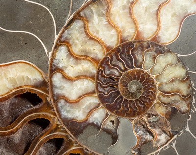 Ammonite Cleoniceras sp. 