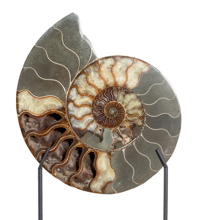 Ammonite Cleoniceras sp. 