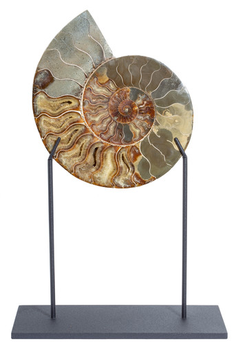 Ammonite Cleoniceras sp. 