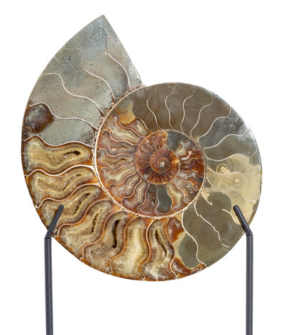 Ammonite Cleoniceras sp. 