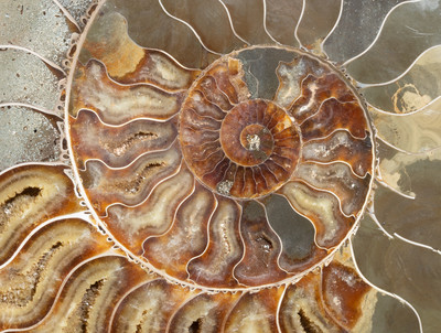 Ammonite Cleoniceras sp. 
