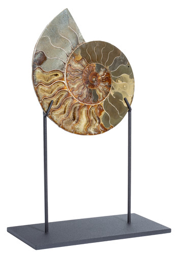 Ammonite Cleoniceras sp. 