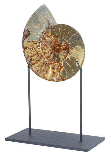 Ammonite Cleoniceras sp. 