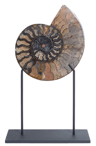 Ammonite Cleoniceras sp. 