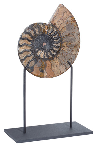 Ammonite Cleoniceras sp. 