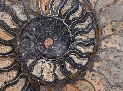 Ammonite Cleoniceras sp. 