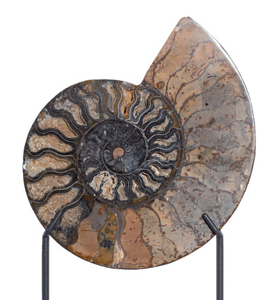 Ammonite Cleoniceras sp. 