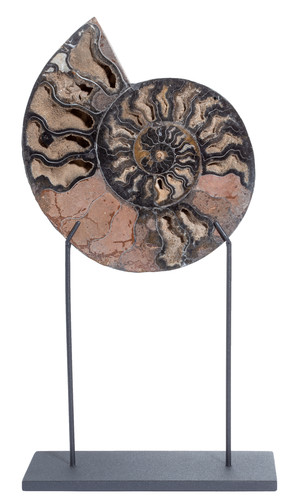Ammonite Cleoniceras sp. 
