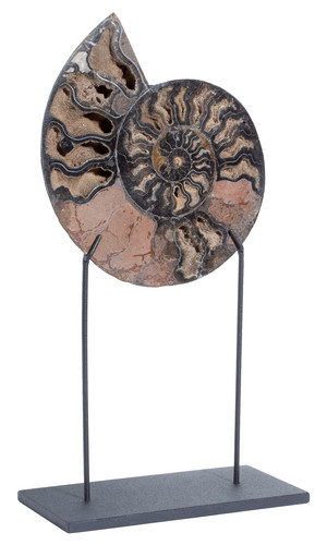 Ammonite Cleoniceras sp. 