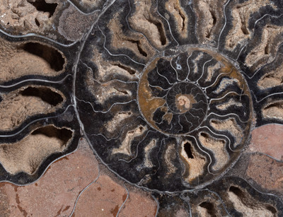 Ammonite Cleoniceras sp. 