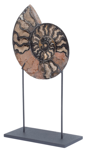 Ammonite Cleoniceras sp. 