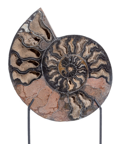 Ammonite Cleoniceras sp. 