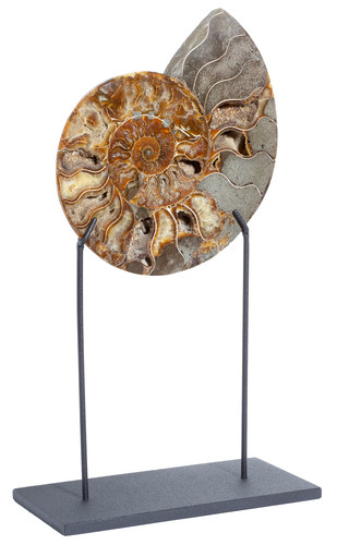 Ammonite Cleoniceras sp.