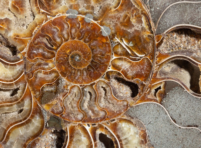 Ammonite Cleoniceras sp.