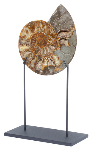 Ammonite Cleoniceras sp.